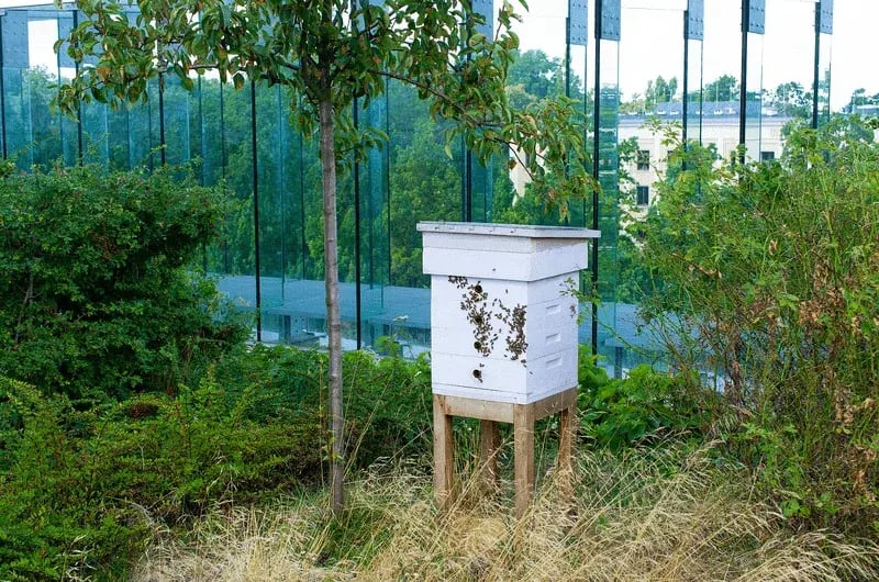 webimage-Beehive-on-roof-of-the-building