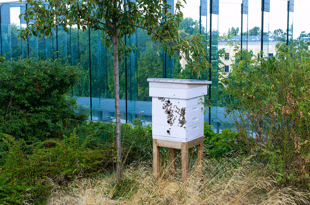 webimage-Beehive-on-roof-of-the-building