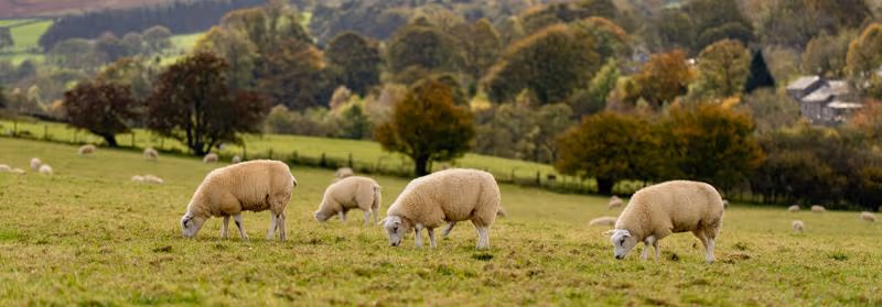 webimage-NL_Biodiversity_andere-manier-aanbesteden_05-2025