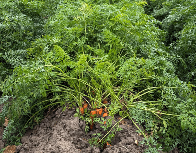 webimage-NL_Regeneratief-boeren_wortels-in-veld_10-2025